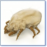 Dust mite